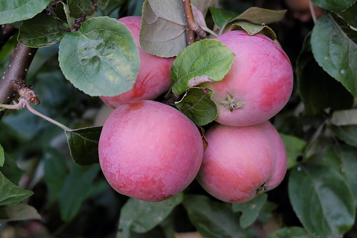 jabolko, zrel, od blizu, ljubko, sadje, prehrana, makro