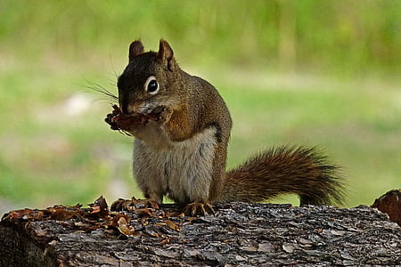 squirrel, animal, rodent, wildlife, fauna, eating, cone