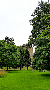 Blarney, corcho, Irlanda, Castillo, árbol, naturaleza, al aire libre