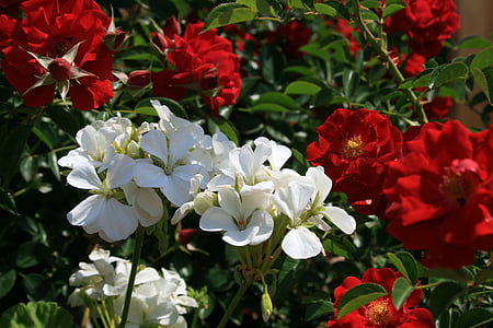 Rózsa, piros, Bush, virágok, fehér, muskátli, kontraszt
