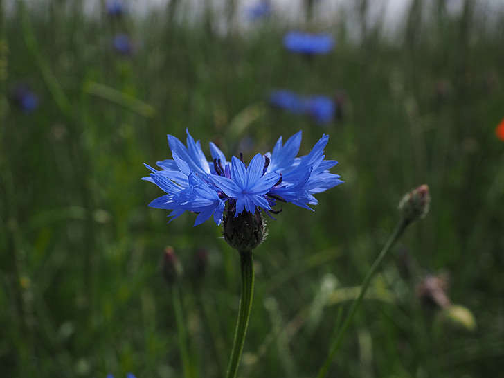bleuet des champs, fleur, Blossom, Bloom, bleu, Centaurea cyanus, Zyane