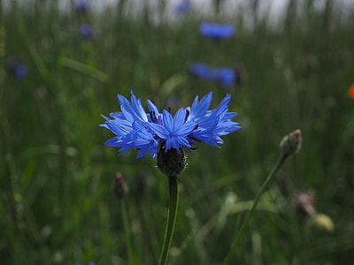 Aciano, flor, flor, flor, blau, Centaurea cyanus, zyane