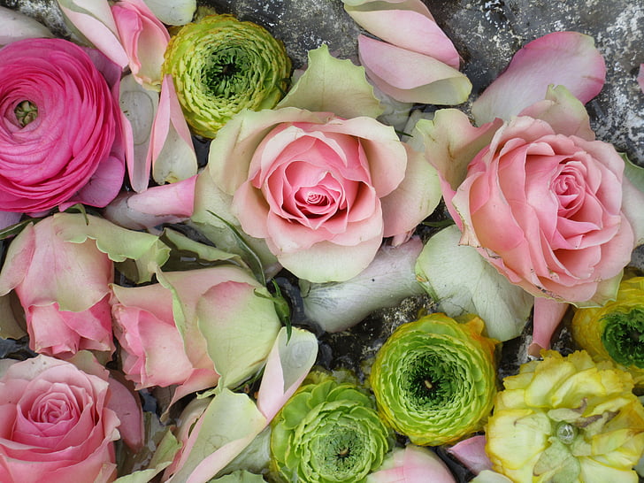 τριαντάφυλλα, ροζ, γενέθλια, Συγχαρητήρια, λουλούδια, πολύχρωμα, Αγάπη