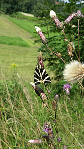 Meadow, papillon, fermer, fleur, nature