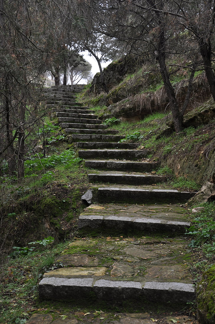 stairs, forest, nature, trees, green