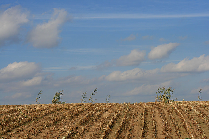 field, cornfield, harvested, sky, stormy, agriculture, clouds