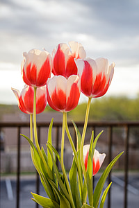 tulipes, fleurs, printemps, nature, floral, Bloom, frais