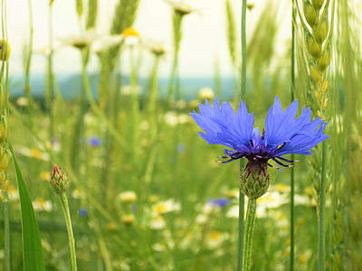 field, cornflower, nature, summer, flower, plant, meadow