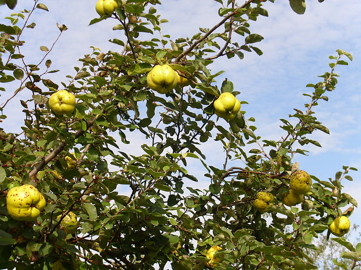 gul, Quince, frukt