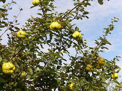 yellow, quince, fruit