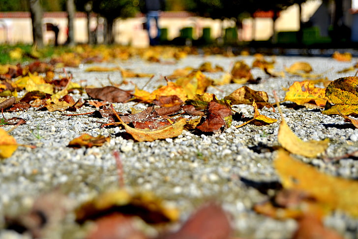 podzim, listoví, cesta, barvy, Příroda