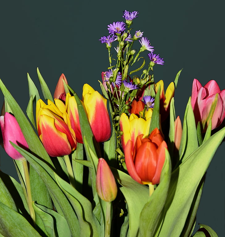 tulipas, buquê, Saudações da Primavera, flor, Tulipa, pétala, beleza na natureza