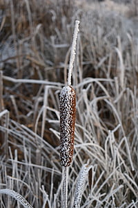 the reeds, winter, frost, icing, rime, dry plant, nature