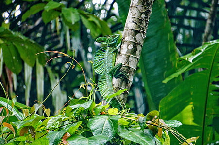 Basilisk, tortuguero, hijau