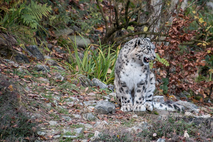 Snow leopard, leopárd, Irbis, nagy macska, ragadozó, Nemes, foltok