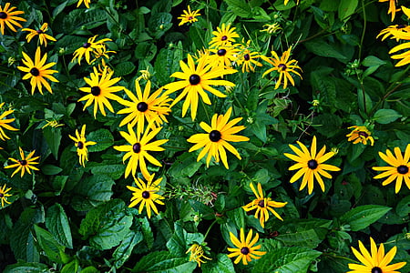 çiçek, bitki, sarı çiçek, yeşillik, çiçeği, Petal, parlak