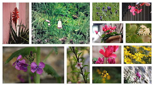 flower, grow, beautiful, collage