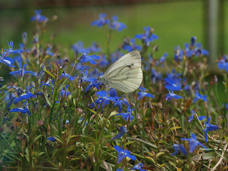 butterfly in flowers, butterfly, white butterfly, insects, summer, insect, nature