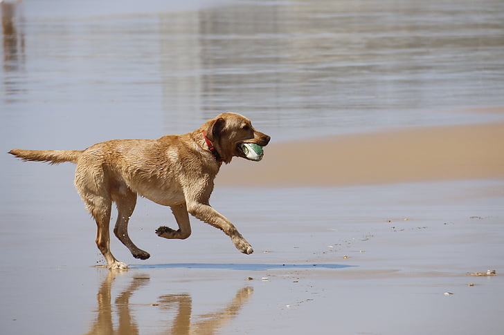 anjing, Bermain, menjalankan, bermain dengan bola, hewan peliharaan, menggemaskan, hewan