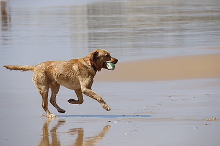 chien, jouer, courir, jouer avec le ballon, animal de compagnie, adorable, animal