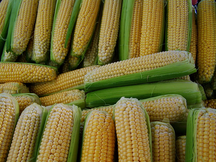 kukurūzų, desertas, maisto, daržovių, žemės ūkis, organinių, Gamta