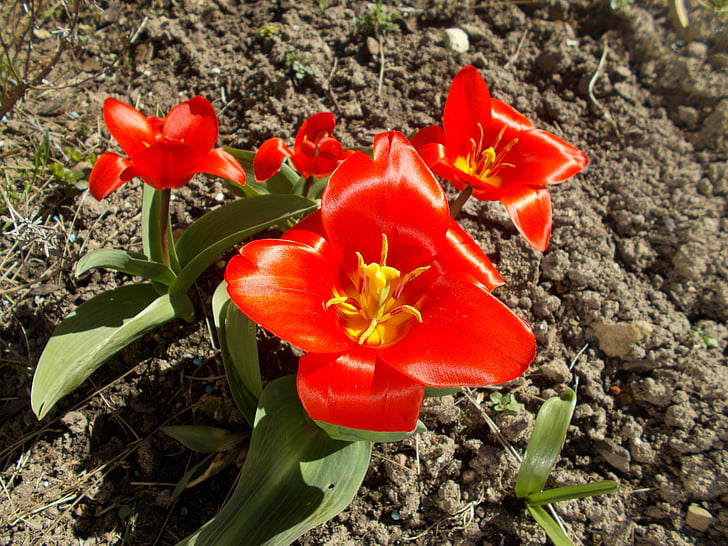 flor, tulipas, floral, planta, natural, flor, flor