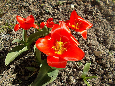 cvijet, tulipani, Cvjetni, biljka, prirodni, cvijet, cvatu