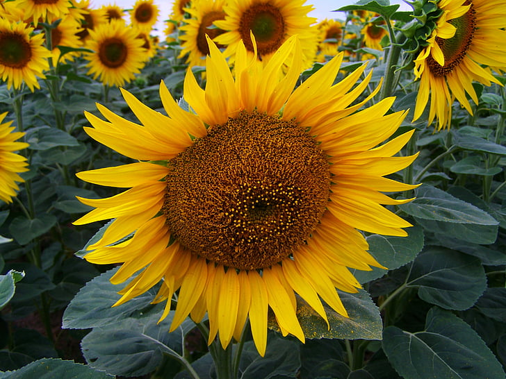 zonnebloem, gele bloeiwijze, landbouw, zomer