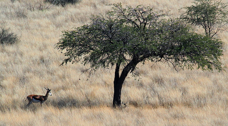 Gazelle, Savannah, Antilope saltante, steppa, Kalahari, antilope, natura