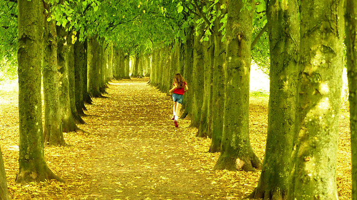 fák, futás, természet, erdő, a szabadban, gyönyörű, egészséges