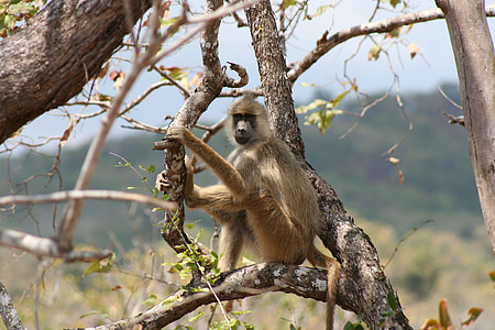 baboon, safari, african, tanzania, mammal, monkey, wildlife