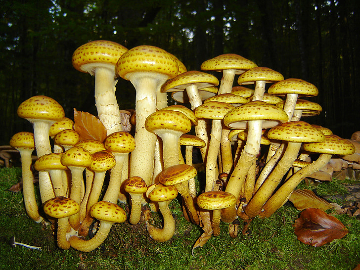 gljive, Bavarska šuma, biljka