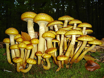 mushrooms, bavarian forest, plant