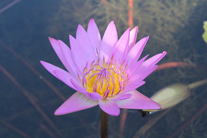 lis d’eau, Lotus, fleur, Waterlily, Lily, Blossom, étang