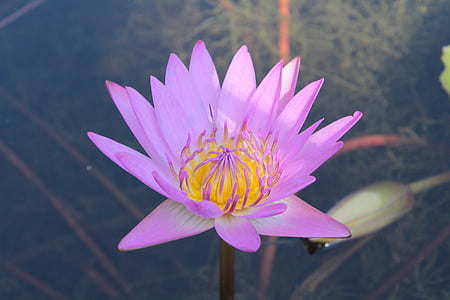 water lily, lotus, flower, waterlily, lily, blossom, pond