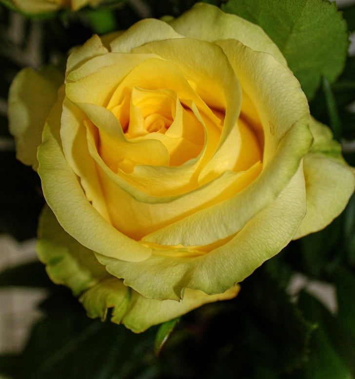 Роза, природата, рози, цветя, жълто, макрос, Роза Блум
