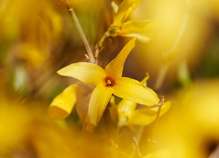 Forsythia, apor, amarelo, Primavera, flores