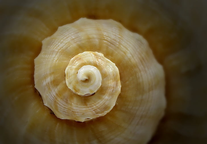 Seashell, a spirale, mare, le vongole