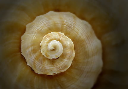 Seashell, spiral, havet, musslor