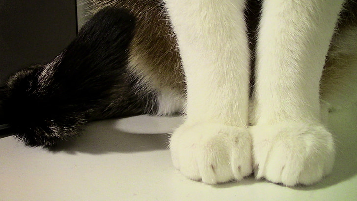 cat, paws, paw, cat's paw, mieze, paw print, adidas