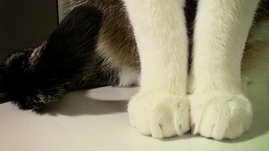con mèo, bàn chân, paw, Cat's paw, mieze, paw in, Adidas
