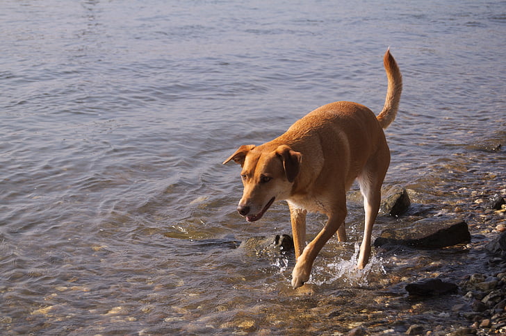 šuo, Reino, vandens, laukinės gamtos fotografijos, keturkojis, vasaros, naminių gyvūnėlių