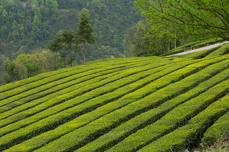 Theetuin, Wufeng, groene bende ridge, landbouw, veld, landelijke scène, landschap