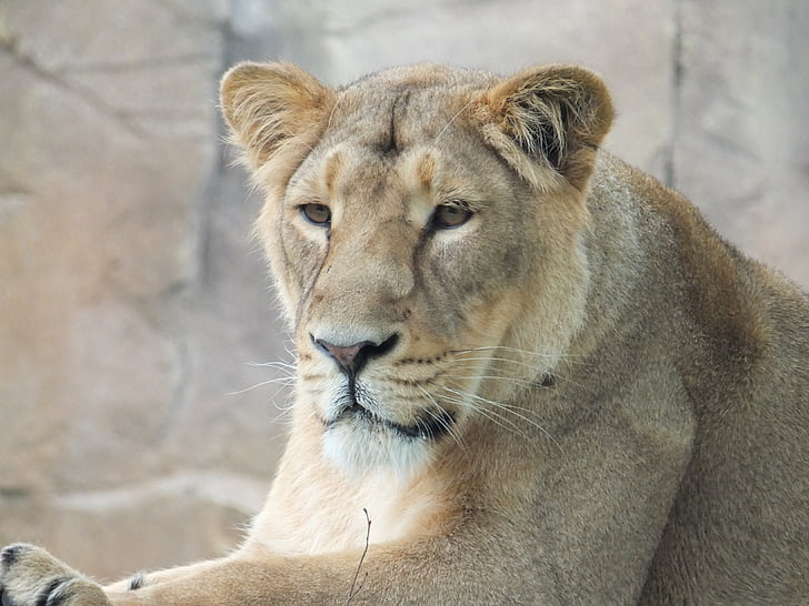 lioness, zoo, animals, wild, cat, predator