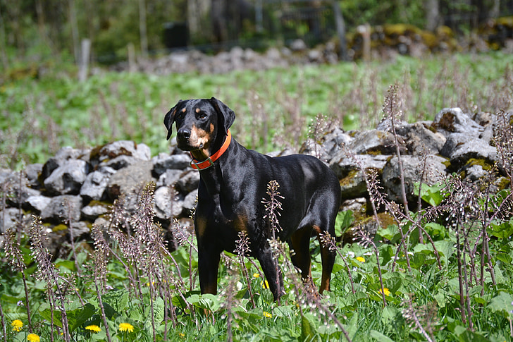 Dobermann, Natur, Hund, die Welt der Tiere, hundeportrait, Haustier, Hund auf Wiese