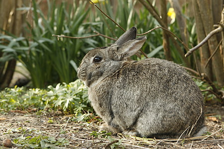 토끼, 토끼, 애완 동물, 동물, 잘라내기, 집 토끼, 1 동물