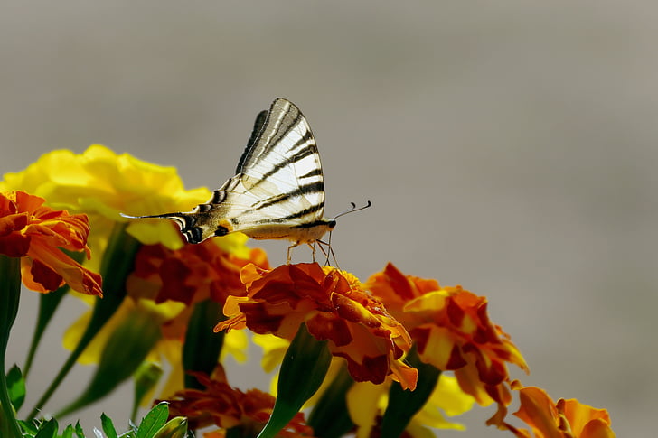 blommor, Marigold, fjäril, färger, siluett, Moth, insekter