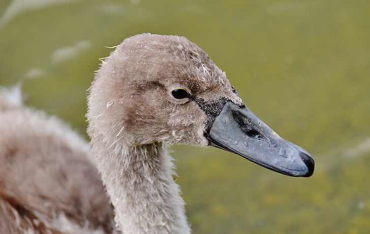 swan, young animal, bird, waters, water, water bird, feather