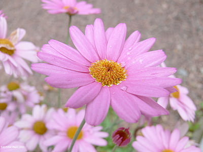 Margarida, flor, -de-rosa, floral, plantas, natural, flor
