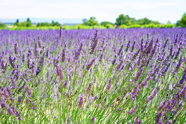 lavender flowers, blue, flowers, purple, dunkellia, violet, lavender